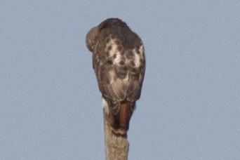 Red-tailed Hawk - ML389858371