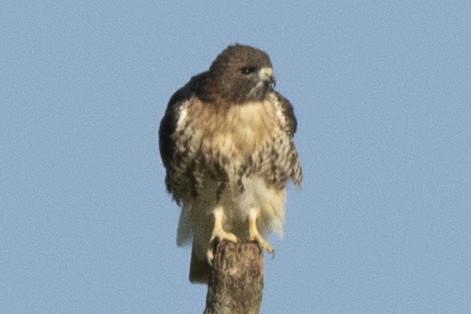 Red-tailed Hawk - ML389858381