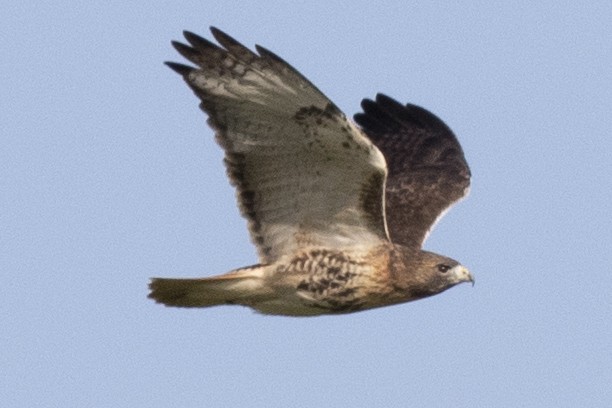 Red-tailed Hawk - ML389858391