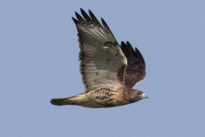 Red-tailed Hawk - ML389858401