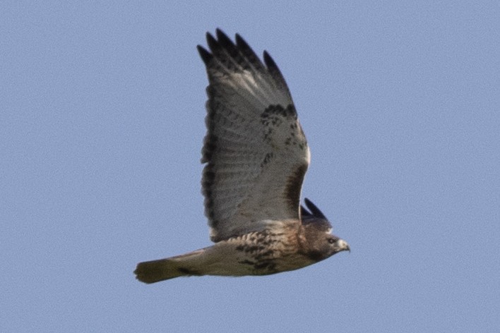 Red-tailed Hawk - ML389858431