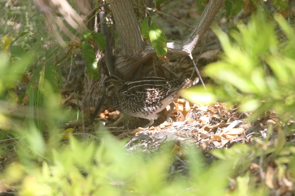 Wilson's Snipe - ML389858681