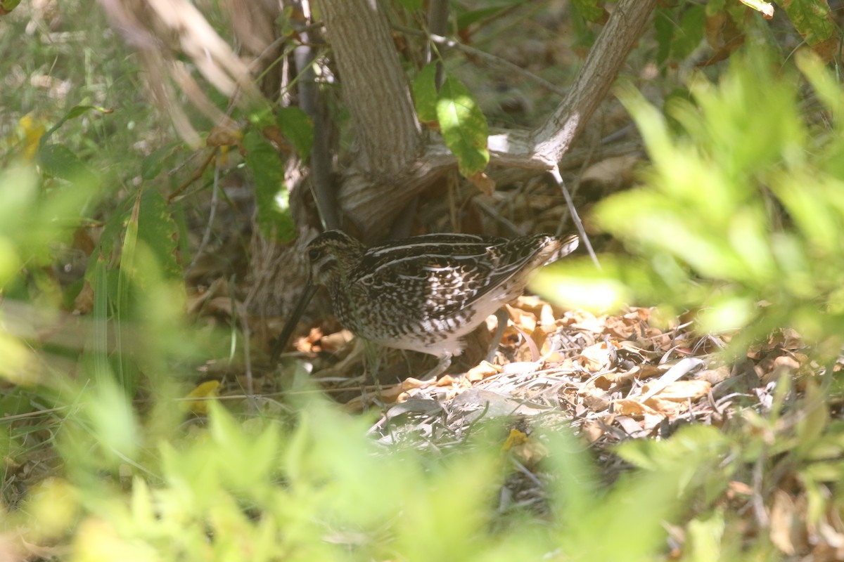 Wilson's Snipe - ML389858711