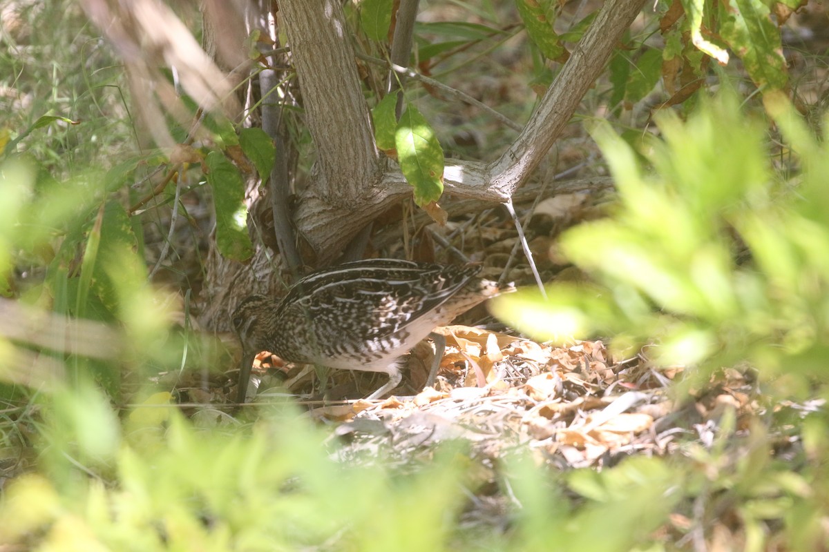Wilson's Snipe - ML389858731