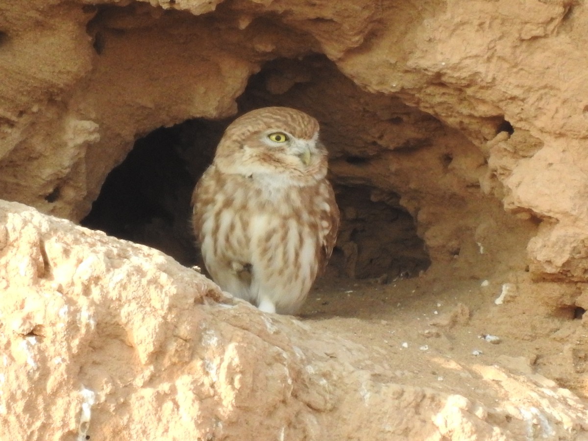Little Owl - Keramat Hafezi