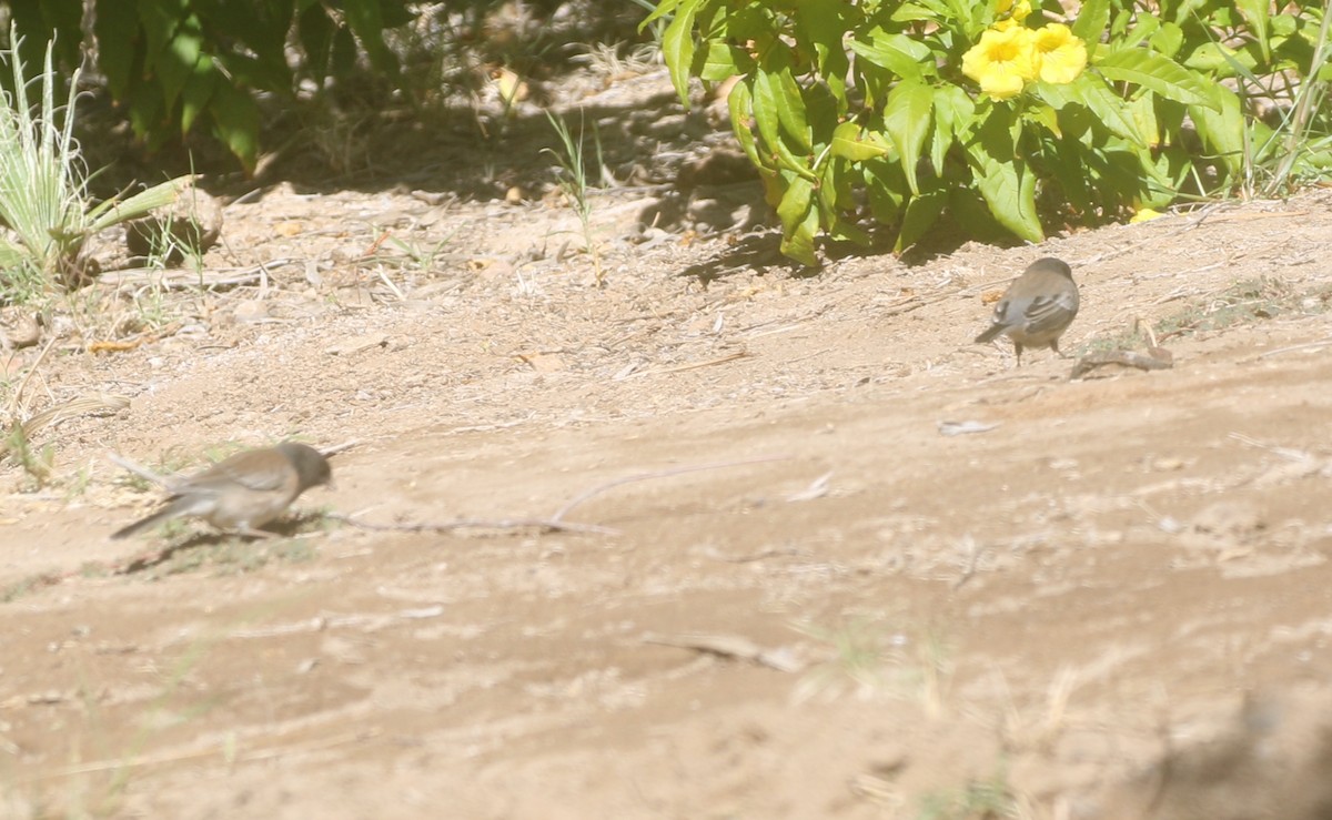 Dark-eyed Junco (Oregon) - ML389859081