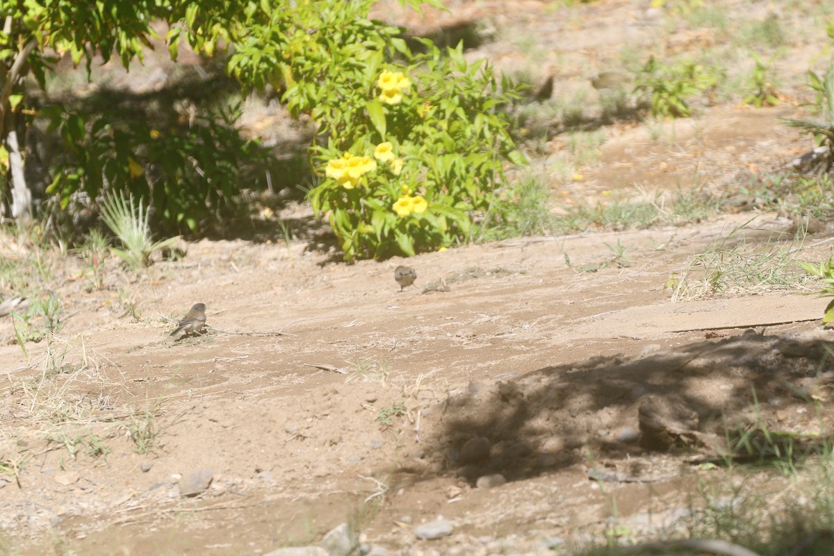 Dark-eyed Junco (Oregon) - ML389859111