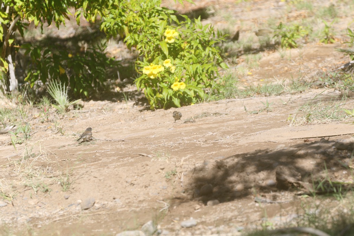 Dark-eyed Junco (Oregon) - ML389859121
