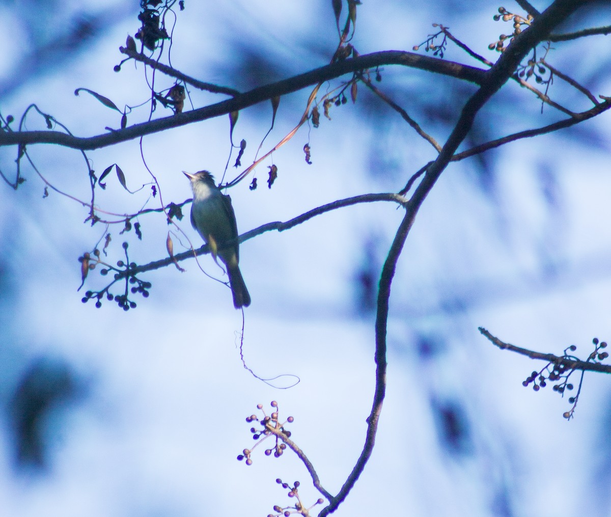 Dusky-capped Flycatcher - ML389859401