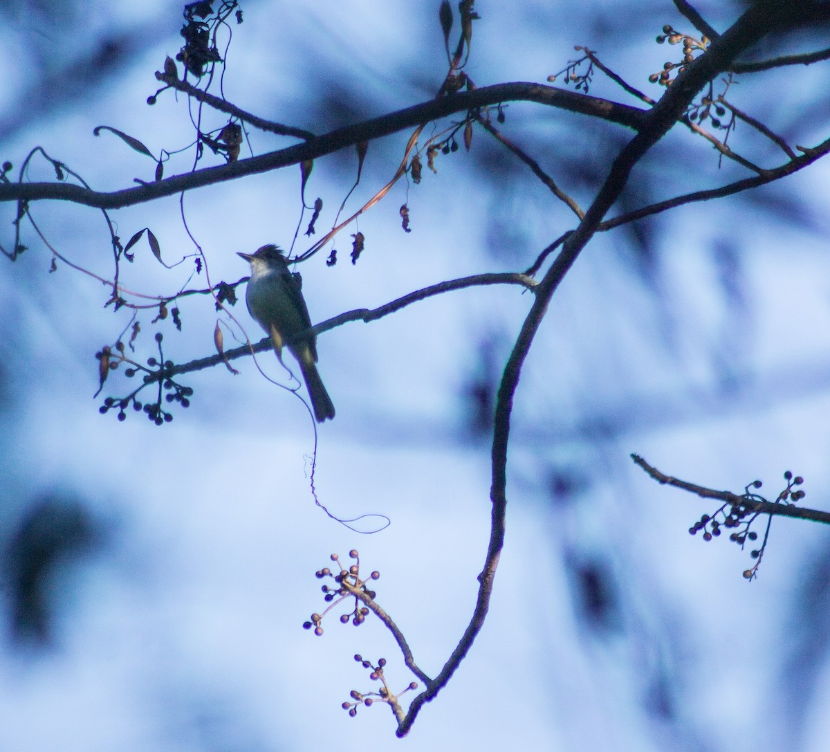 Dusky-capped Flycatcher - ML389859451