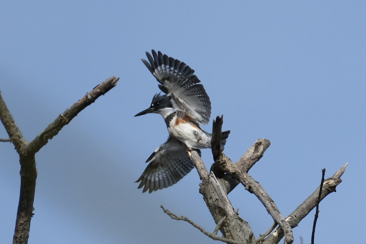 Belted Kingfisher - Austin C & Haocong R