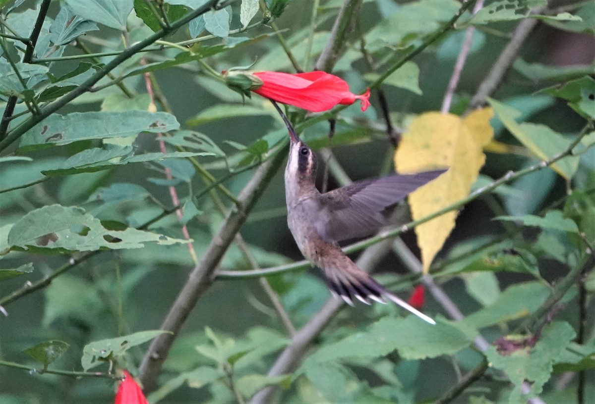 Pale-bellied Hermit - Sophia Wong