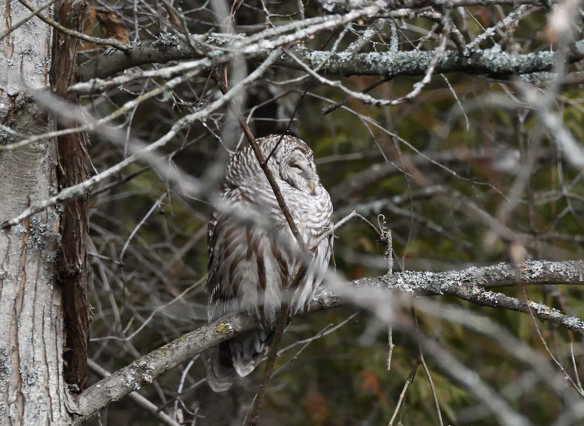 Barred Owl - ML389860721