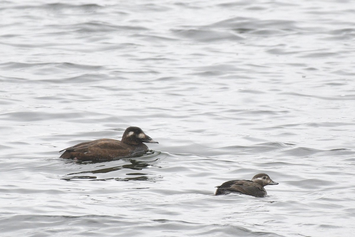 Long-tailed Duck - ML389861761