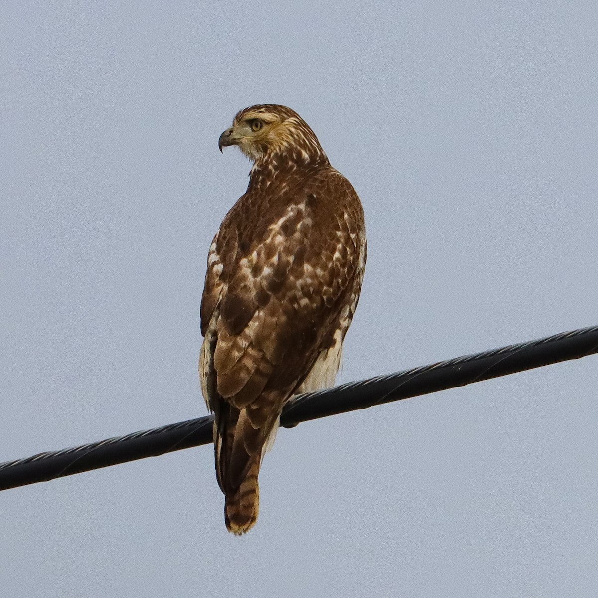 Red-tailed Hawk - Deborah H