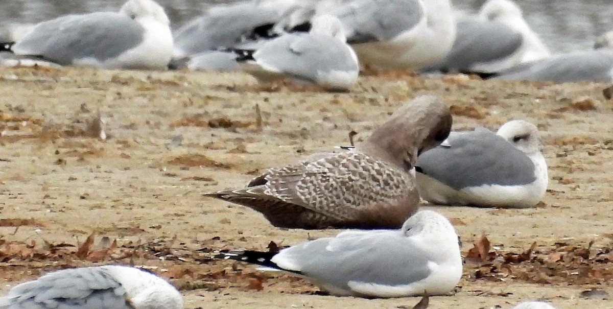 Gaviota Groenlandesa (thayeri) - ML389862831