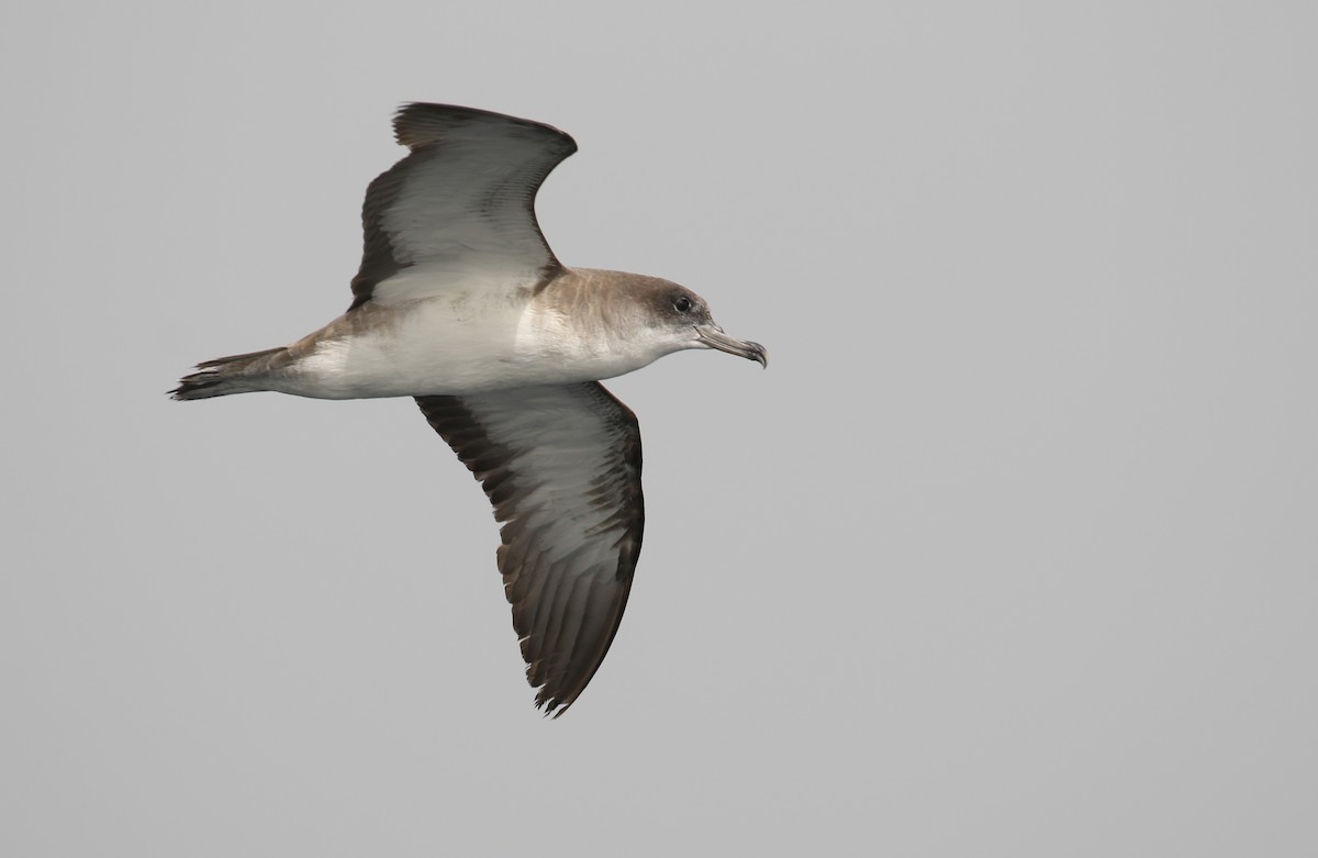 Cape Verde Shearwater - Marshall Iliff