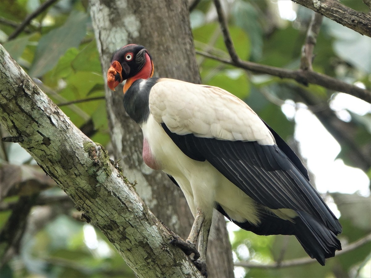 King Vulture - Sophia Wong