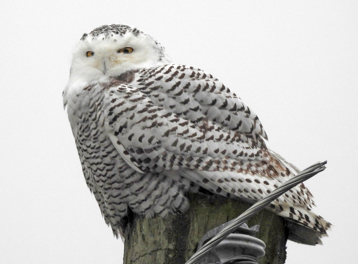 Snowy Owl - Michael Hatton