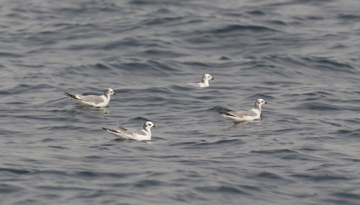 Sabine's Gull - Marshall Iliff