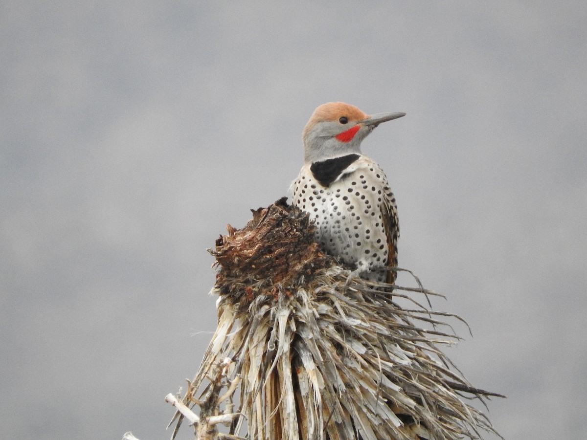 Gilded Flicker - ML38987061