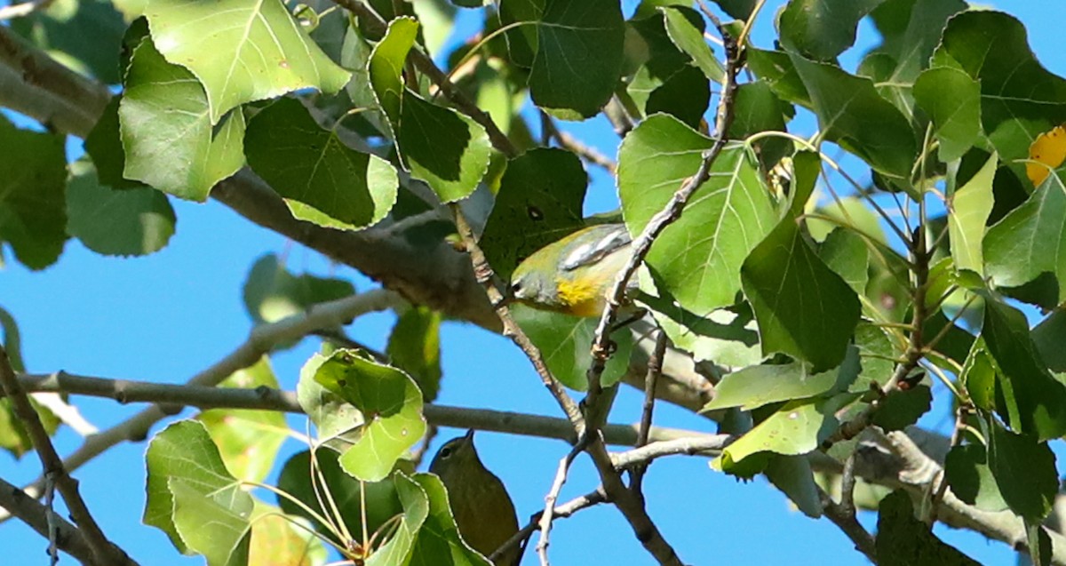 Northern Parula - ML389872181