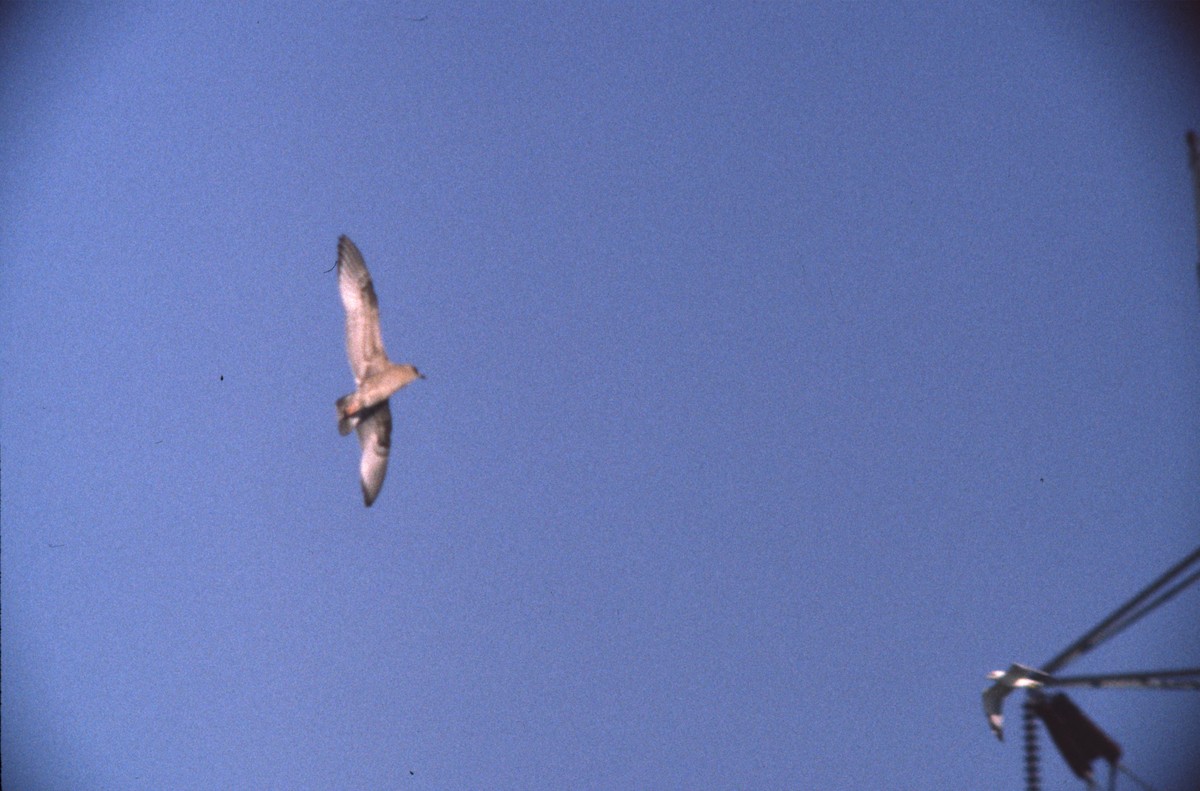 Short-billed Gull - ML389872711