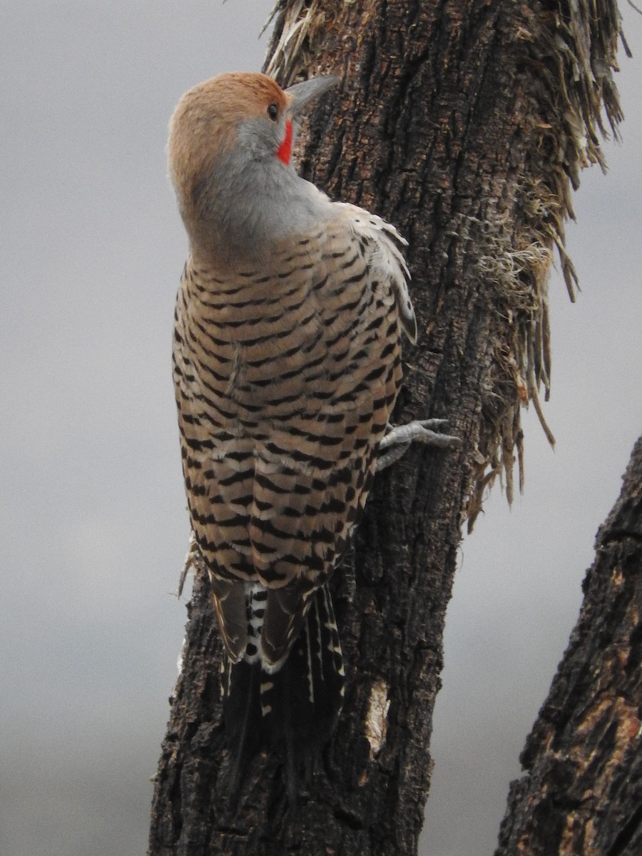 Gilded Flicker - ML38987291