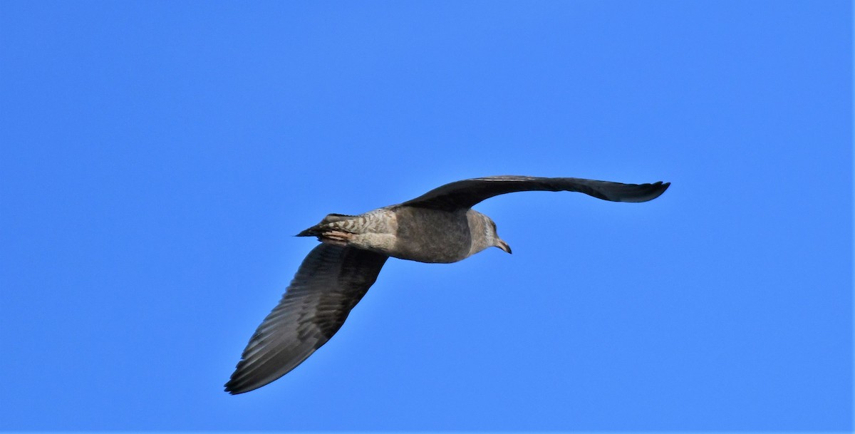 Herring Gull - ML389874511