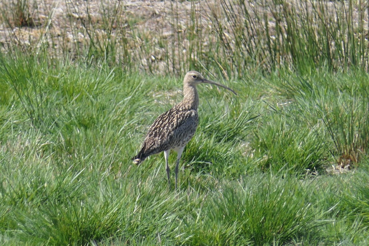 Eurasian Curlew - ML389875221