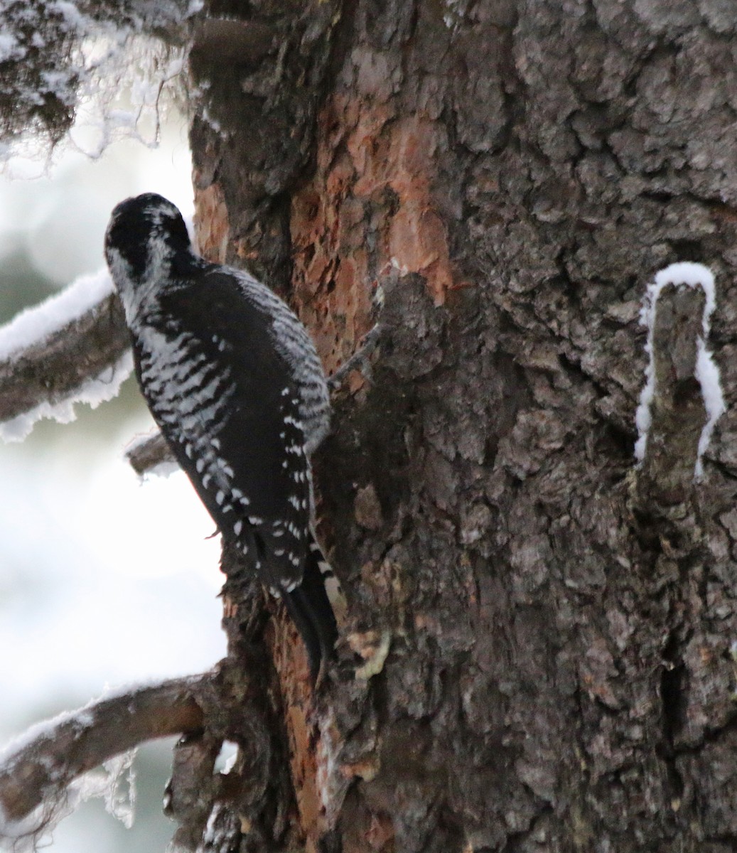 American Three-toed Woodpecker - ML389876921