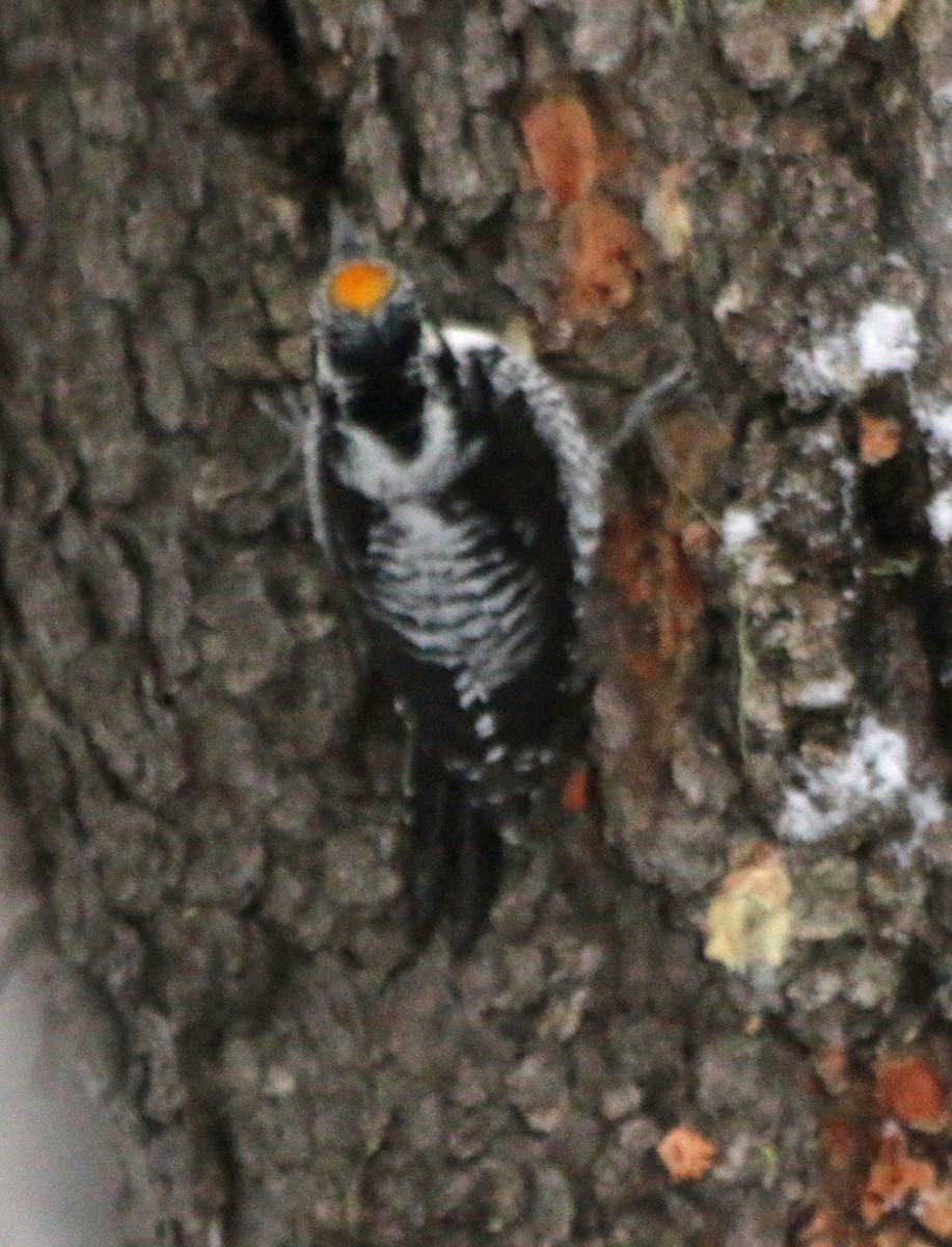 American Three-toed Woodpecker - ML389877001