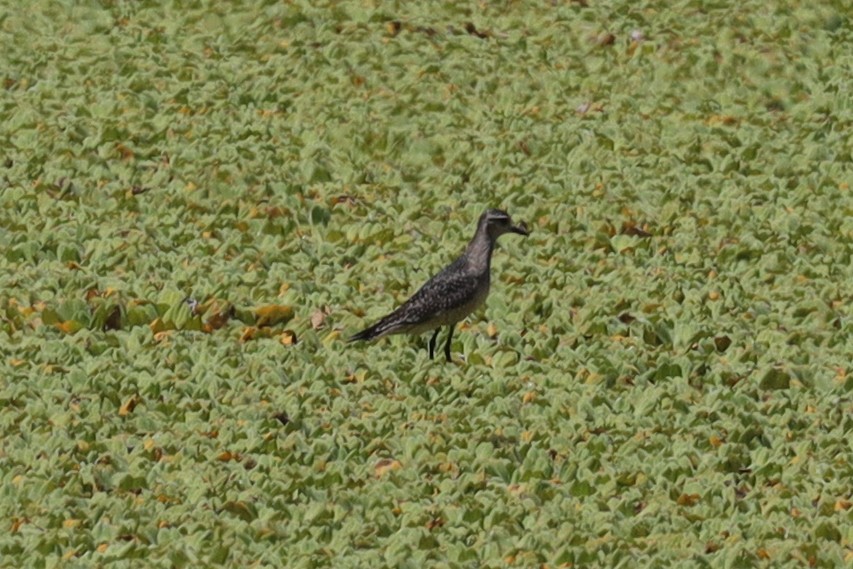 American Golden-Plover - ML389877011