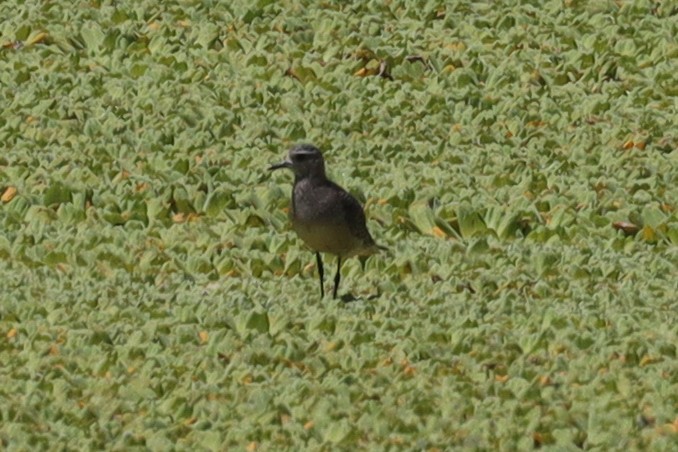 American Golden-Plover - ML389877051