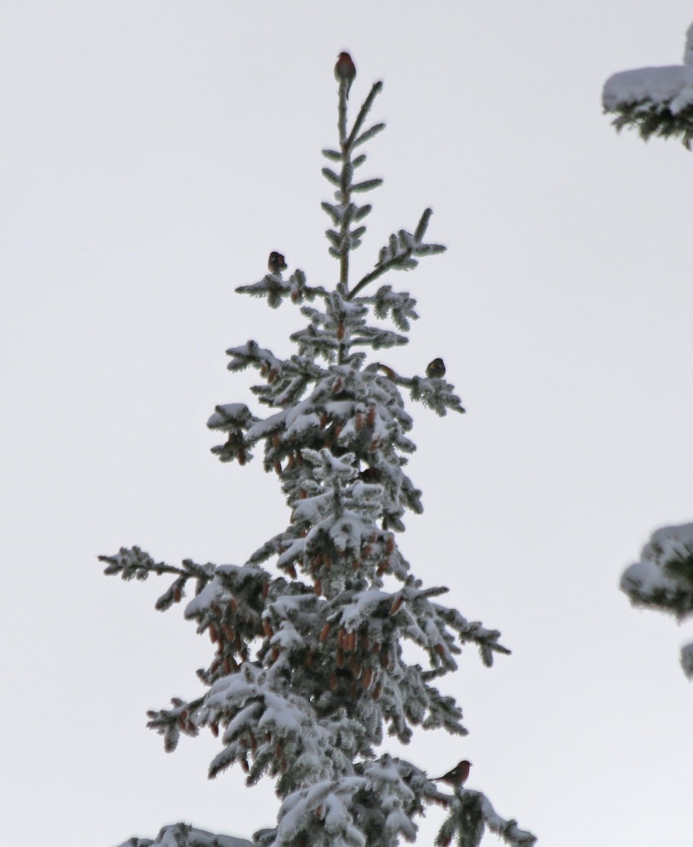 White-winged Crossbill - ML389877151