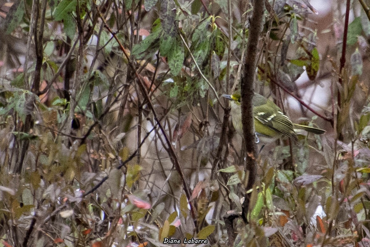 Viréo aux yeux blancs - ML389877211