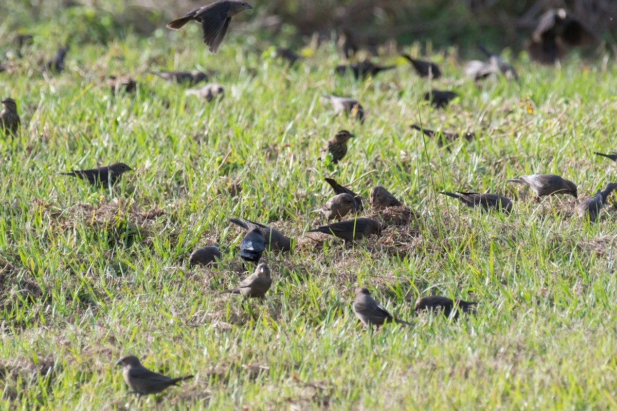 Brown-headed Cowbird - ML389877441