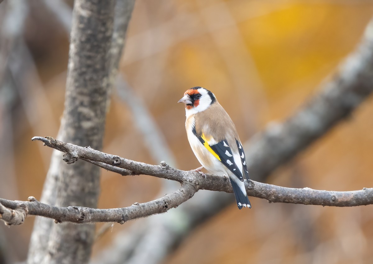 European Goldfinch - Kalpesh Krishna