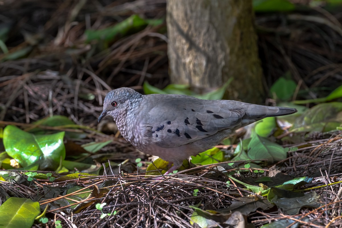 Common Ground Dove - Graham Gerdeman