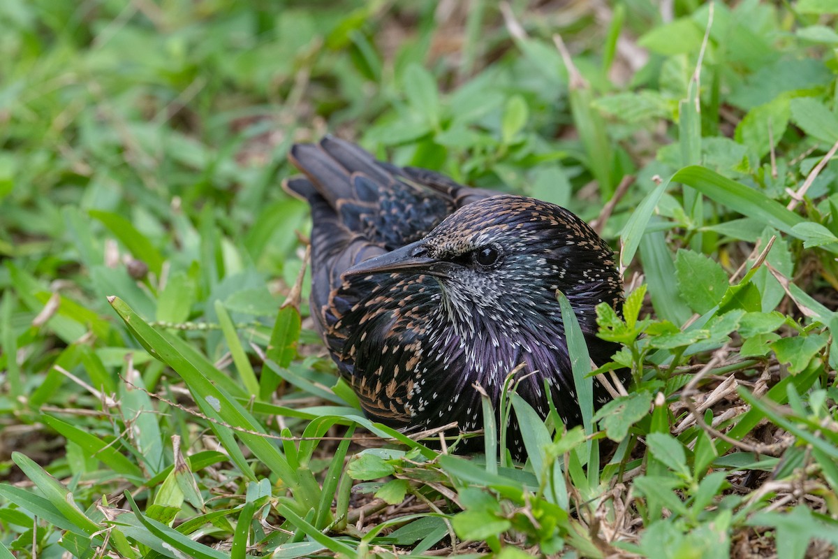 European Starling - ML389881401