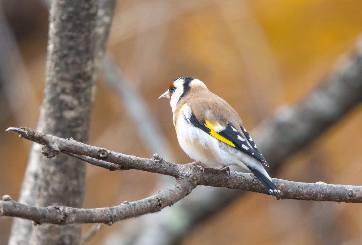 European Goldfinch - Kalpesh Krishna