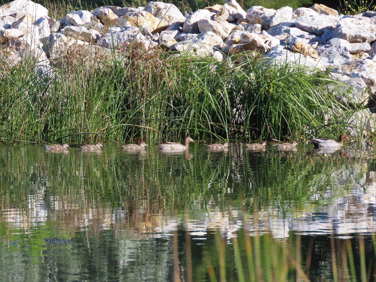 Maned Duck - ML389885751