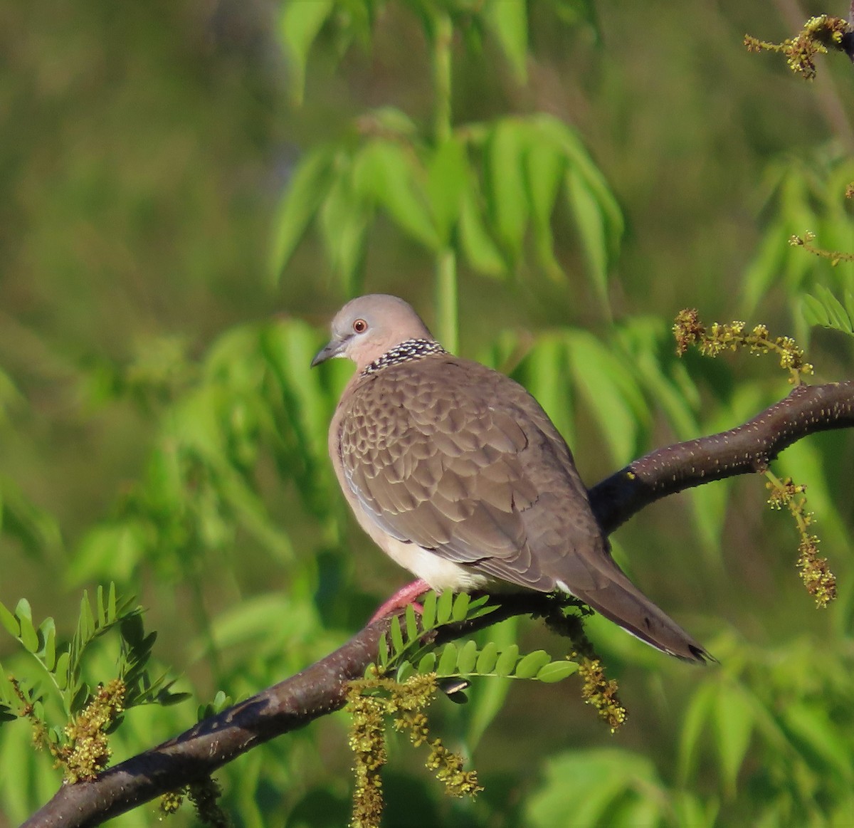 Spotted Dove - ML389885811