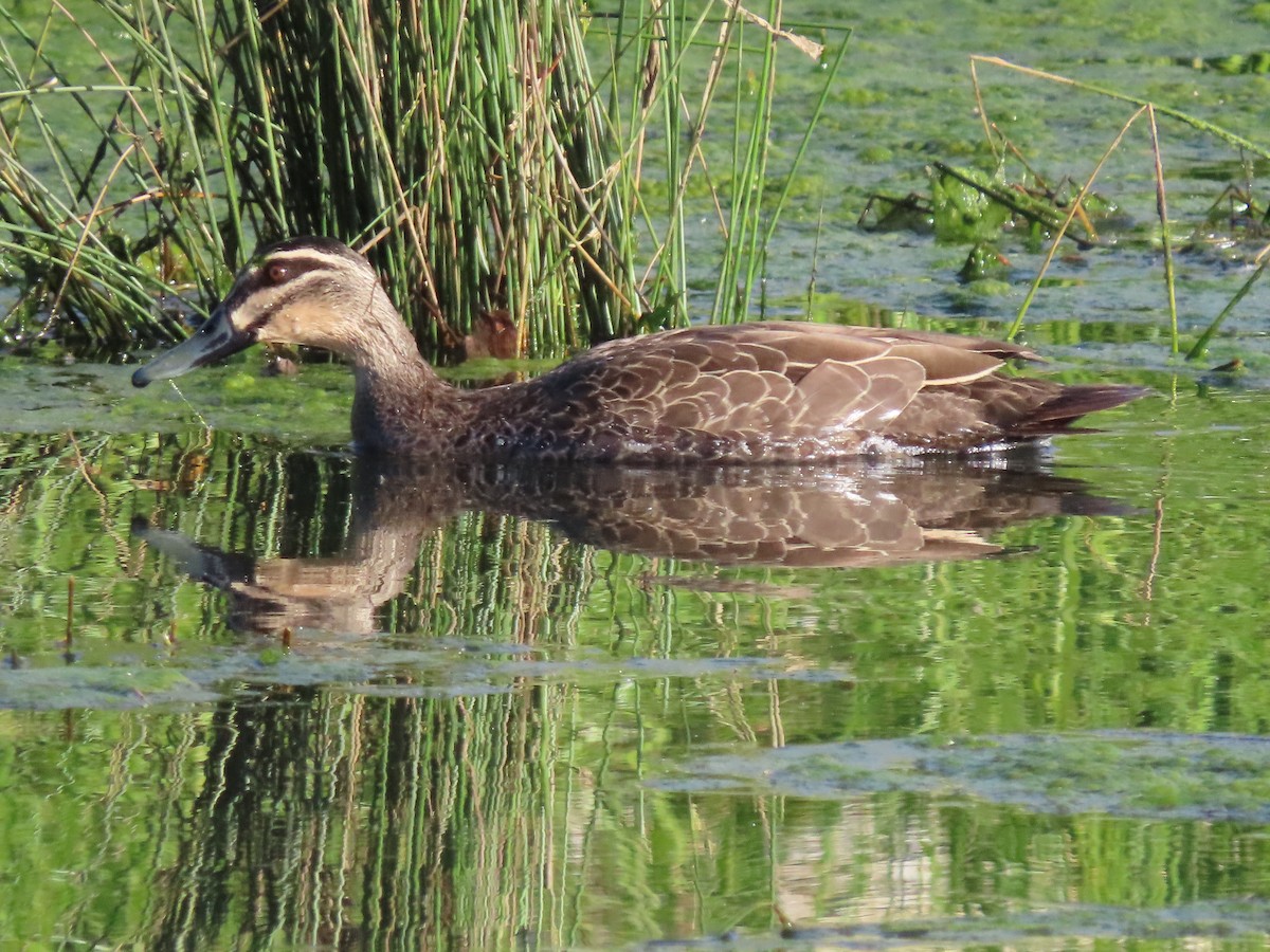 Pacific Black Duck - ML389885831