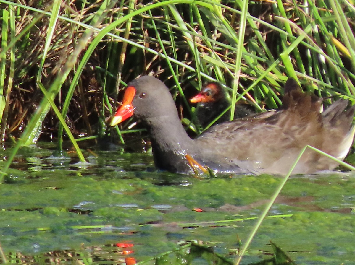 Dusky Moorhen - ML389885921