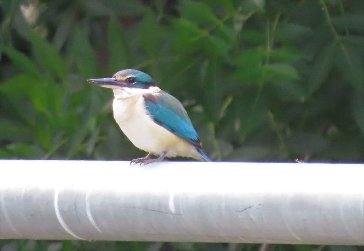 Sacred Kingfisher - ML389886041