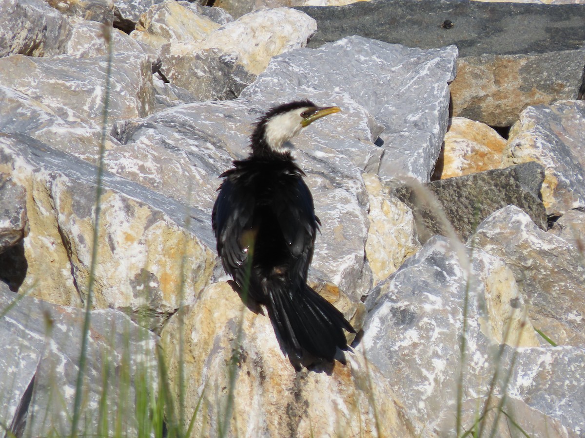 Little Pied Cormorant - ML389886071