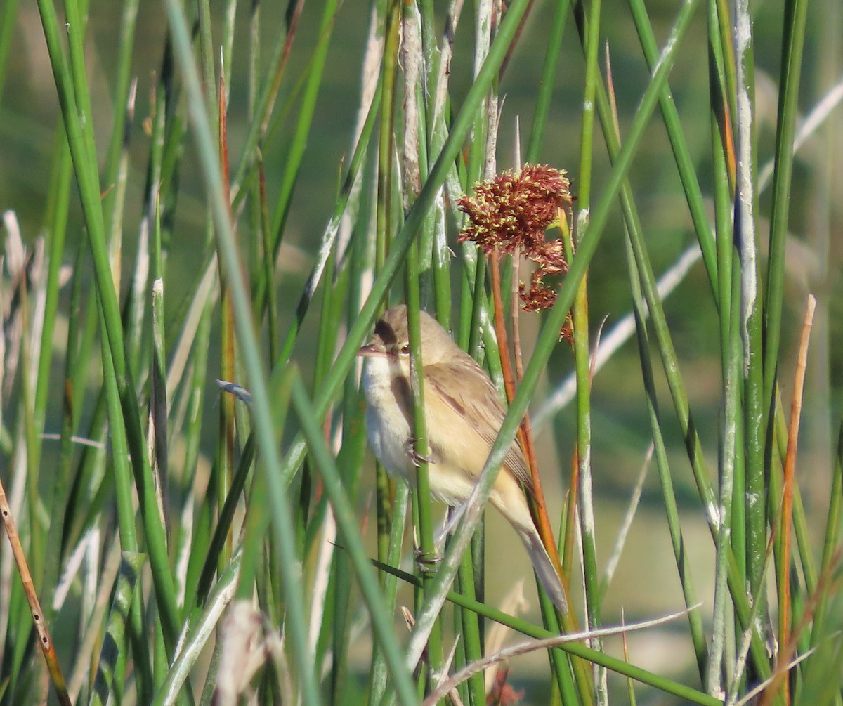 Australian Reed Warbler - ML389886121