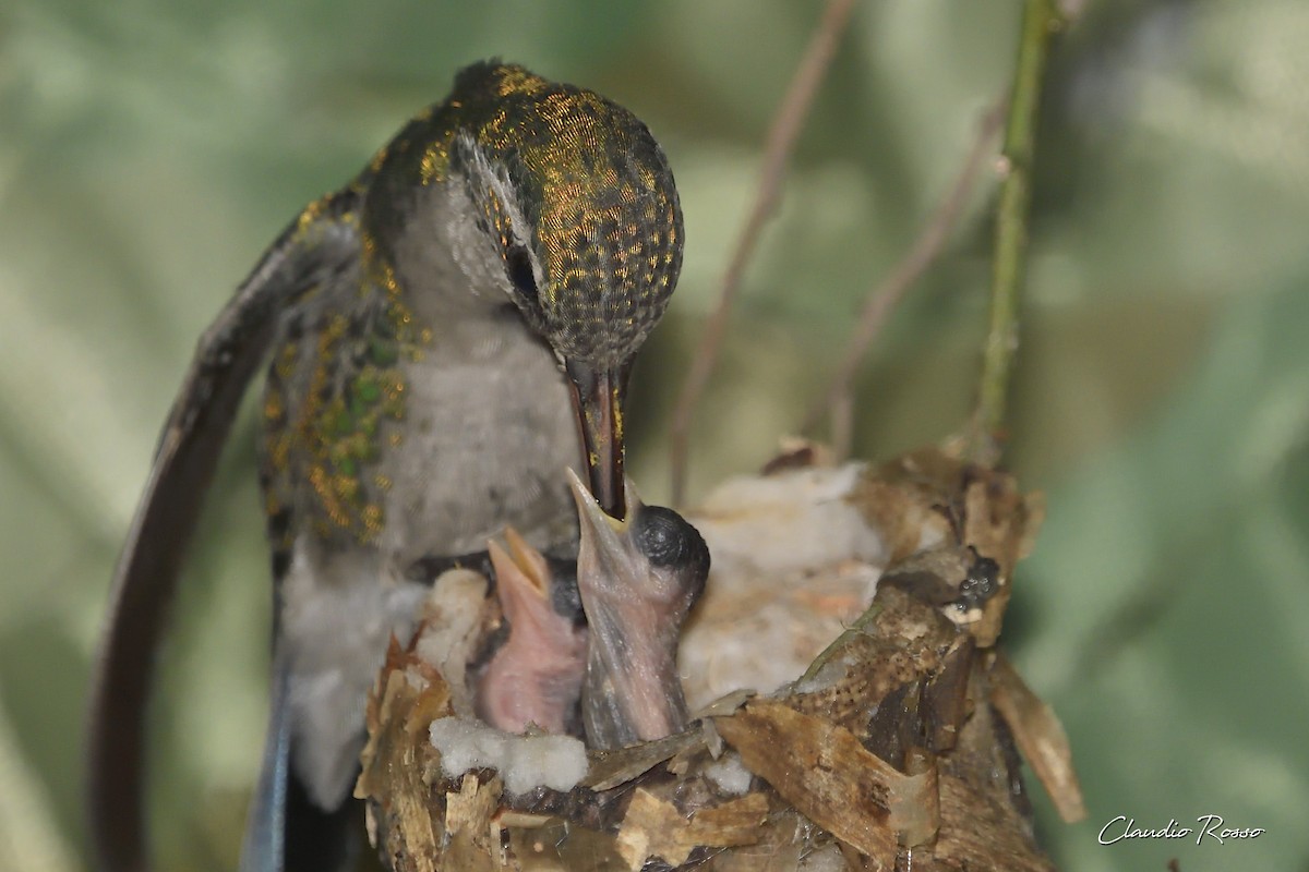 Glittering-bellied Emerald - ML389886261