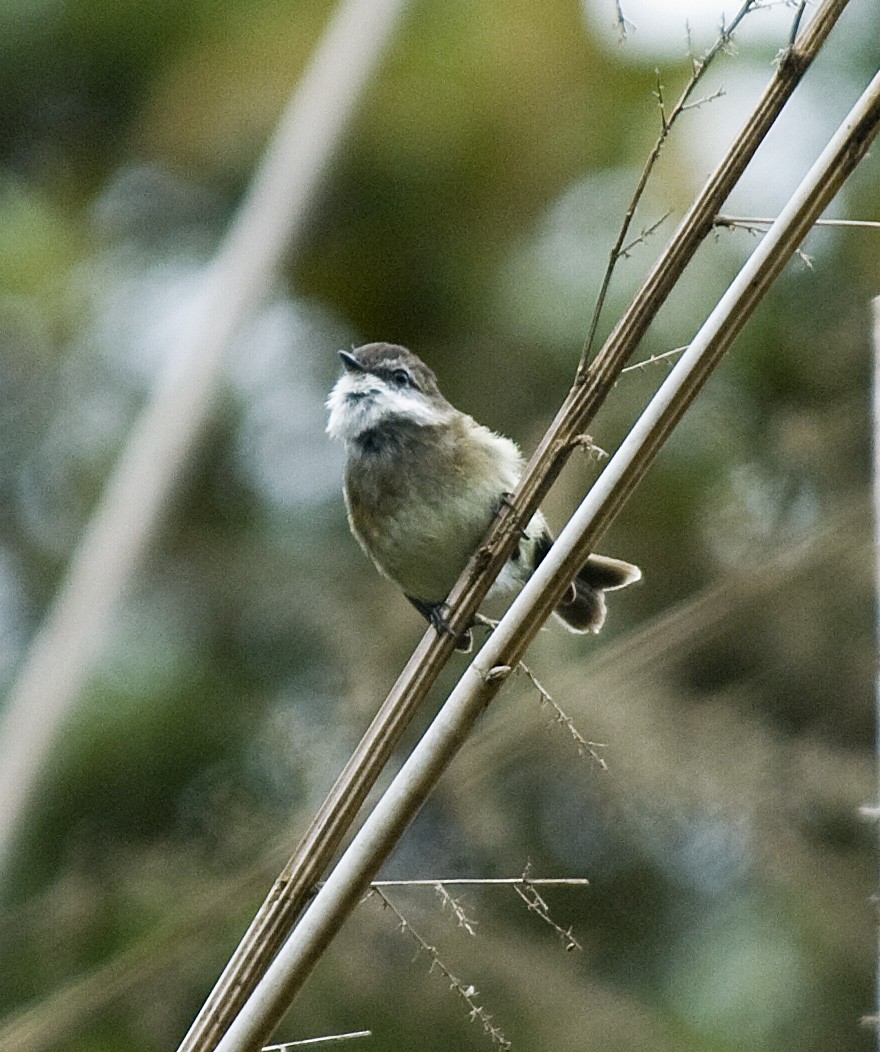 White-throated Tyrannulet - Bob Martinka